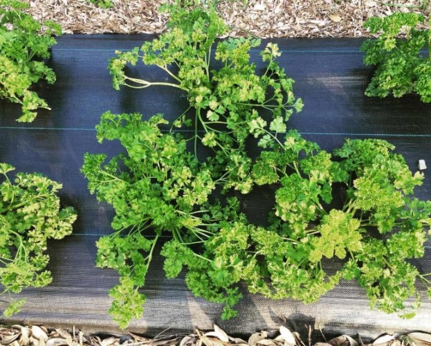 巴西里種植方法 巴西里種植方法