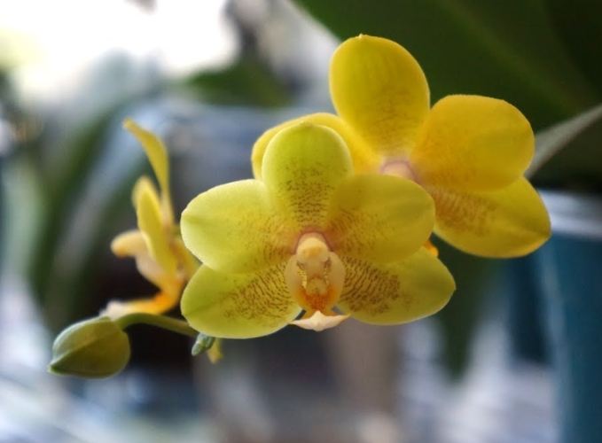 水培蘭花方法 水培蘭花方法