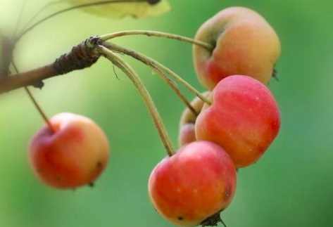 海棠果營養價值 海棠果營養價值