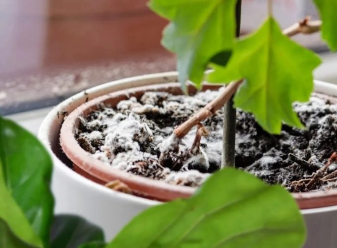 盆栽換土時機 盆栽換土時機