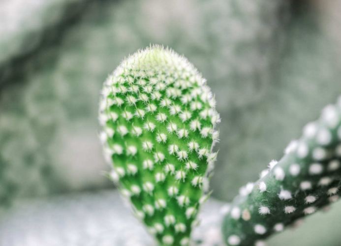 仙人掌科植物 仙人掌科植物