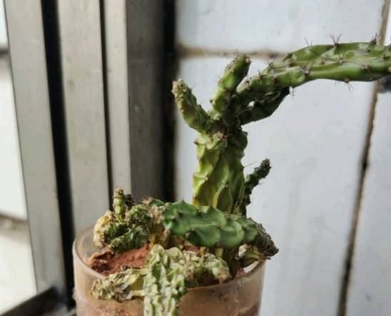 仙人掌根部養護