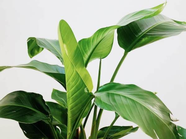 天堂鸟养护方法 天堂鸟养护方法