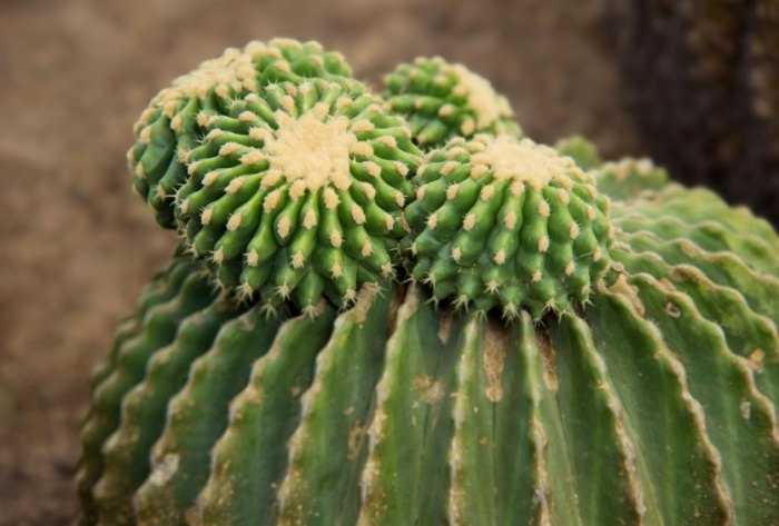 仙人掌澆水頻率 仙人掌澆水頻率