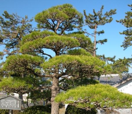 針松樹養護方法