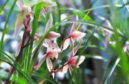 蘭花養護問題 蘭花養護問題