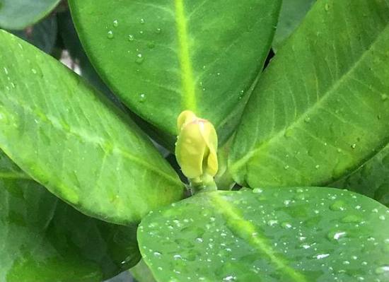 福木種子發芽 福木種子發芽