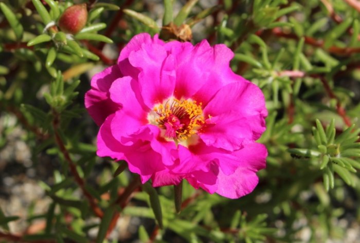 松葉牡丹養護 松葉牡丹養護