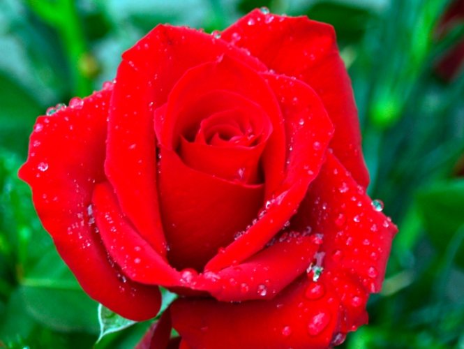 貓咪中毒症狀 貓咪中毒症狀