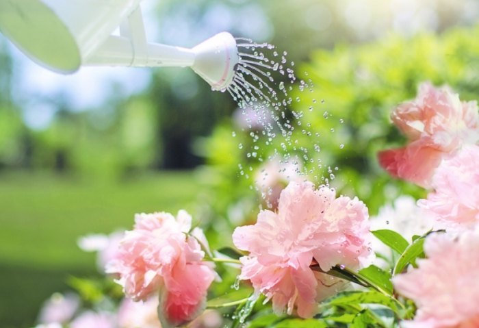 植物澆水 植物澆水