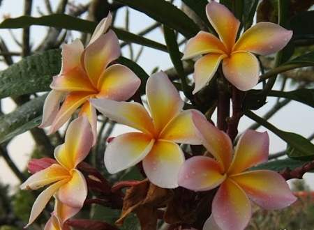 雞蛋花養護技巧