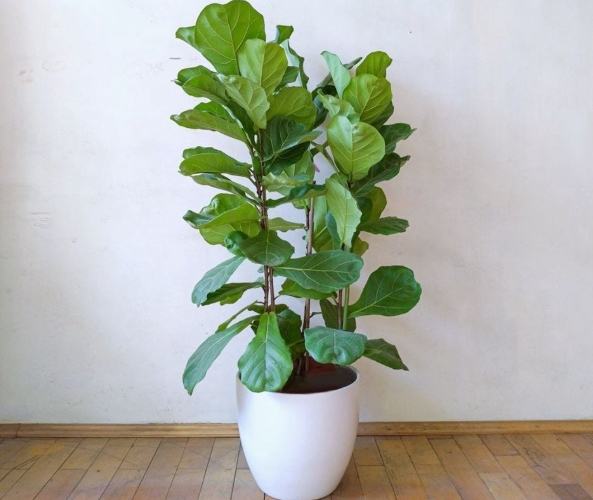 琴叶榕 冬天落叶 琴叶榕 冬天落叶