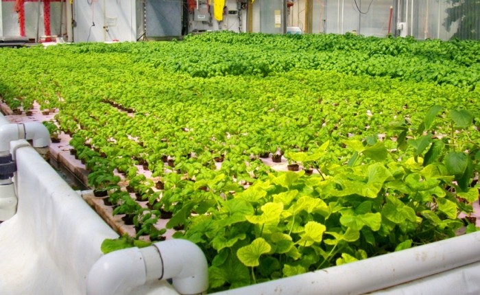 魚菜共生失敗原因