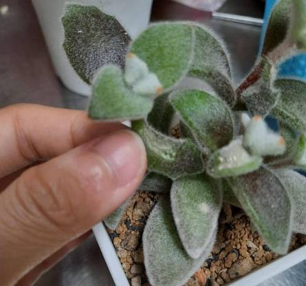 多肉葉子變黑原因