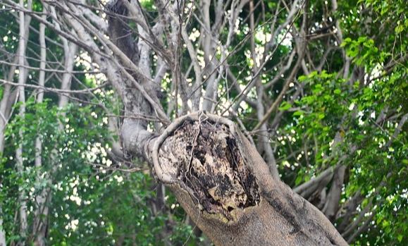 树木健康检查 树木健康检查