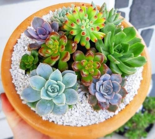 多肉植物組合 多肉植物組合