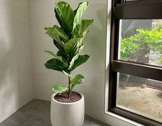 琴葉榕芽點修剪