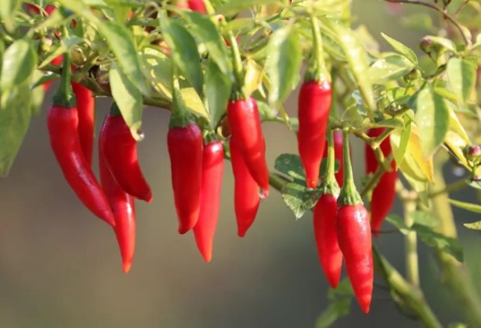 有機辣椒肥料 有機辣椒肥料