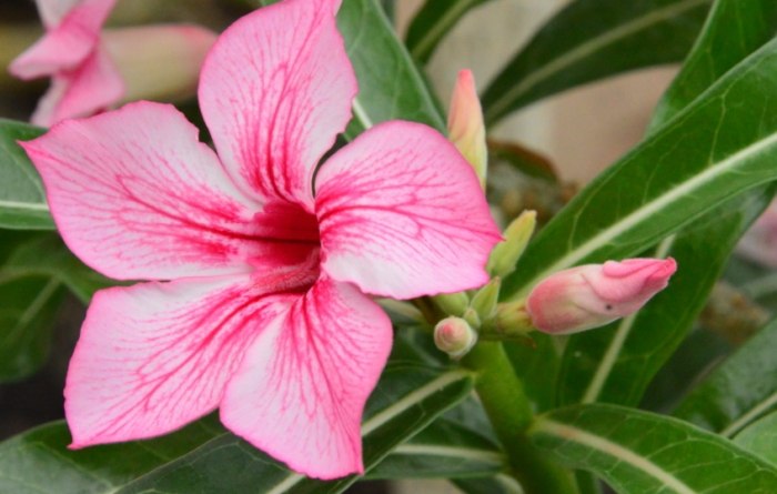 沙漠玫瑰養護方法 沙漠玫瑰養護方法