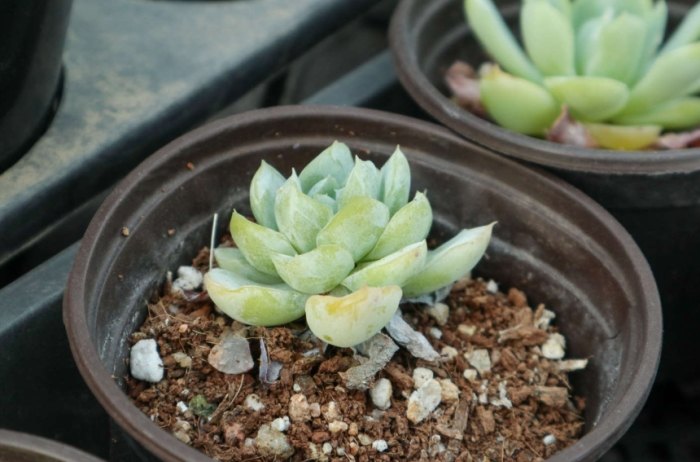 移植植物枯萎原因 移植植物枯萎原因