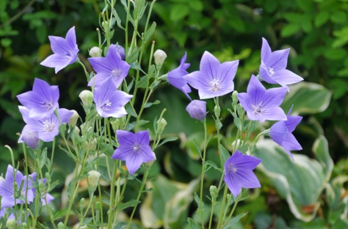 桔梗花品種 桔梗花品種