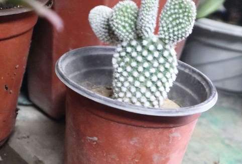 植物心理测验 植物心理测验