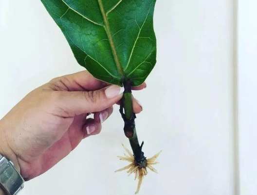 琴葉榕根部養護