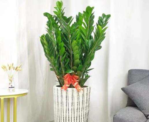 金钱树营养需求 金钱树营养需求