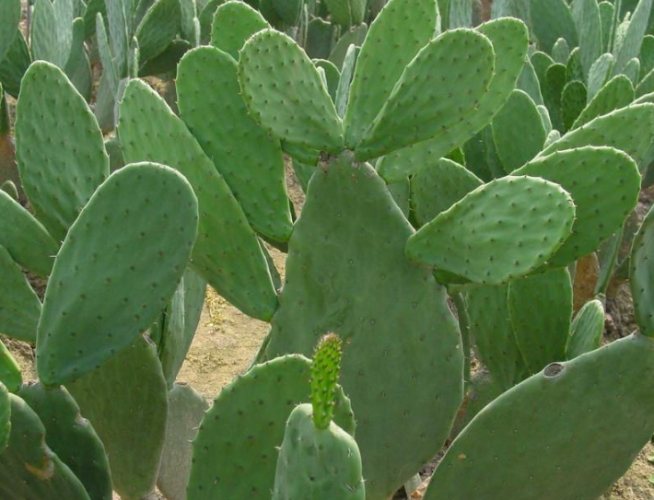 仙人掌變黃變軟處理