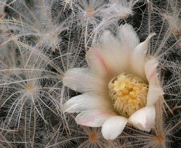 白星仙人掌養護方法