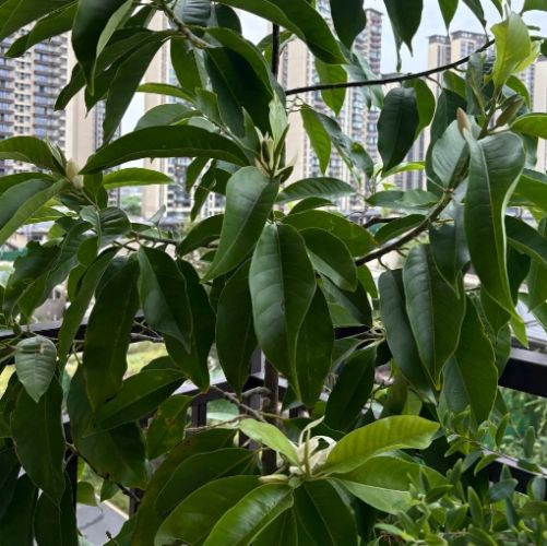 玉蘭花種植技巧