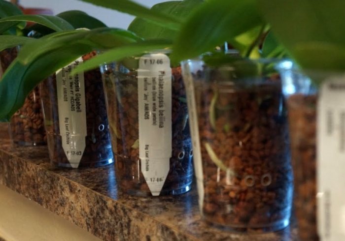 蝴蝶蘭介質選擇 蝴蝶蘭介質選擇