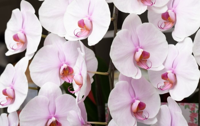 蘭花葉子掉落處理