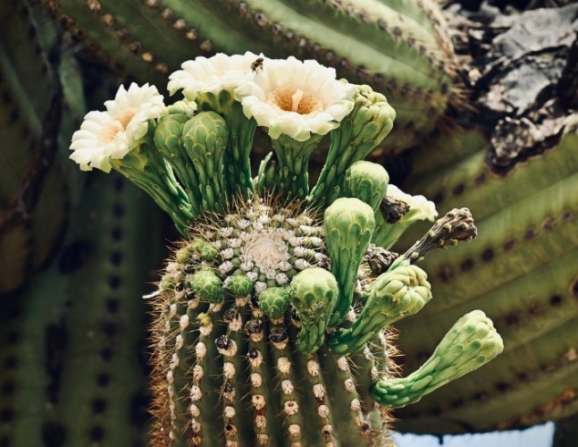 仙人掌科植物 仙人掌科植物