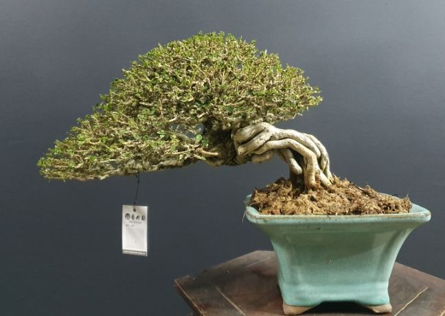 植物剃葉方法 植物剃葉方法