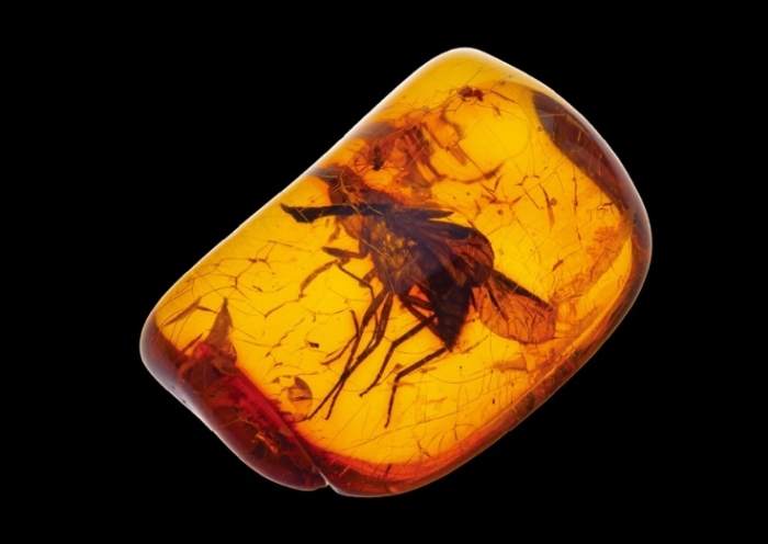 琥珀真假鉴别