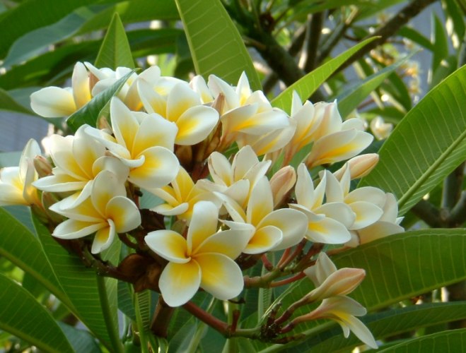 雞蛋花種子處理