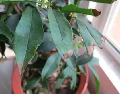 桂花葉子焦枯處理