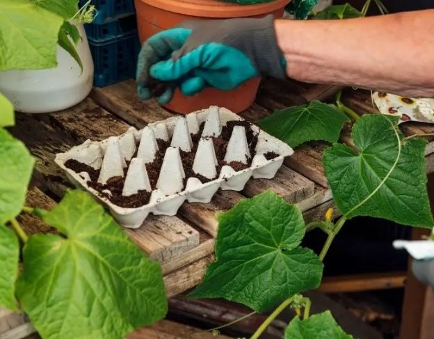 幼苗養護技巧 幼苗養護技巧