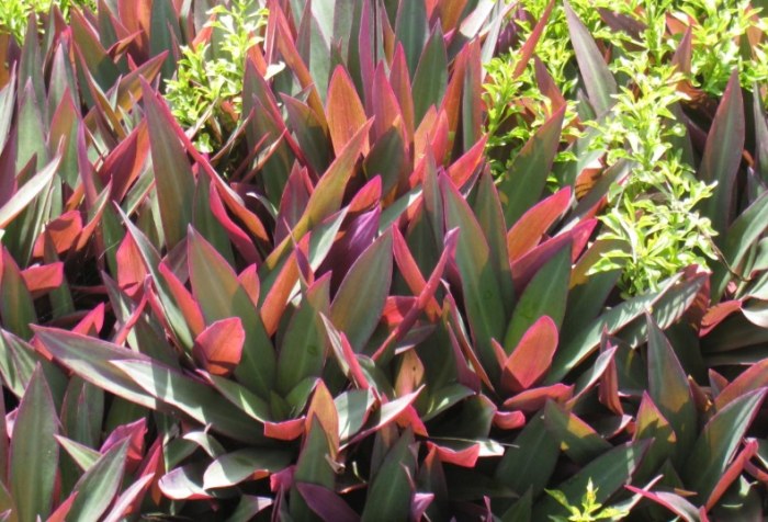 小蚌蘭常見問題