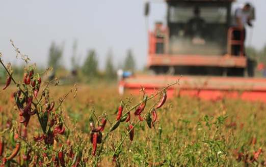 辣椒种植季节 辣椒种植季节