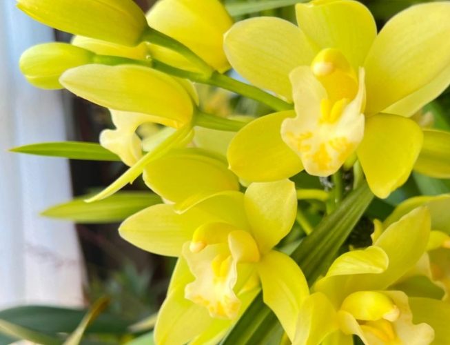 蘭花葉子掉落處理