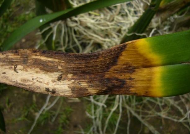 葉尖褐化原因 葉尖褐化原因