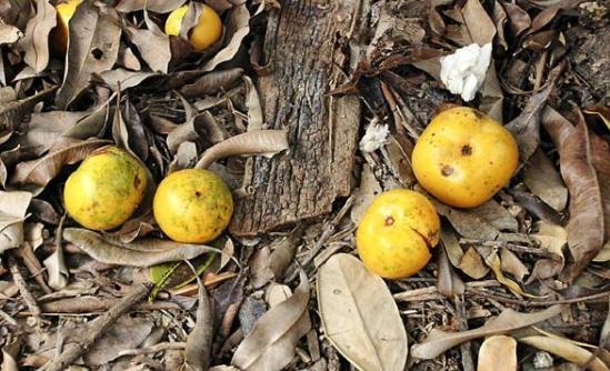 福木果實毒性 福木果實毒性