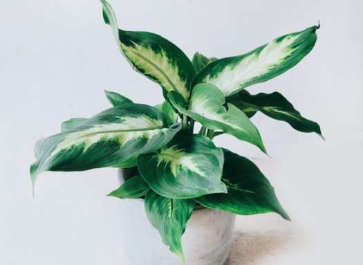 白玉黛粉葉毒性 白玉黛粉葉毒性