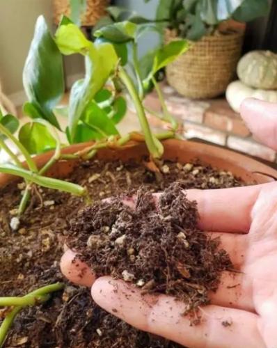 盆栽土壤发霉处理 盆栽土壤发霉处理