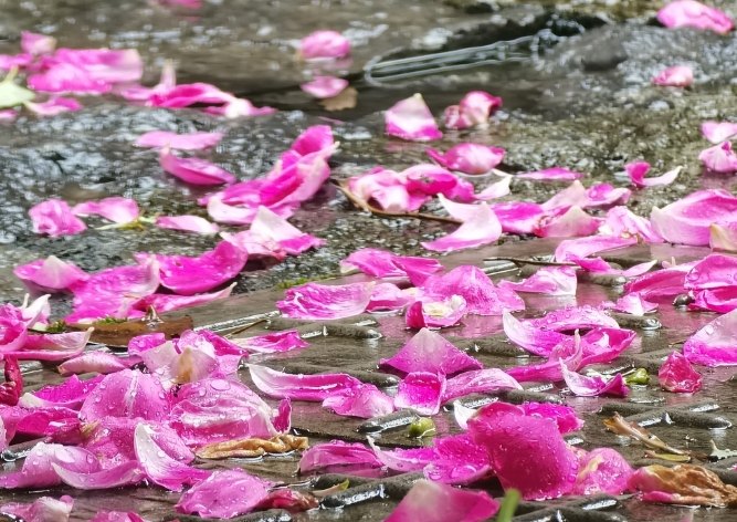 蘭花落花處理 蘭花落花處理