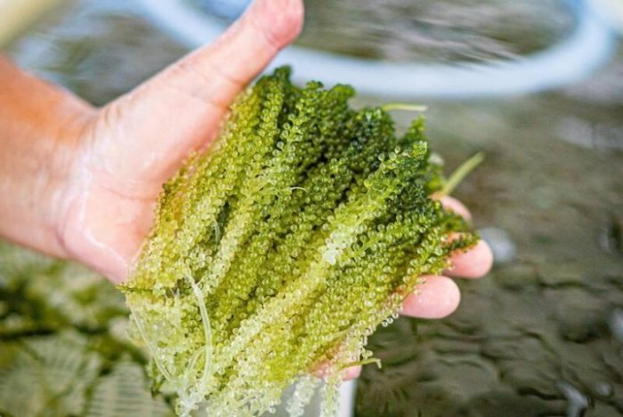 海葡萄種植 海葡萄種植