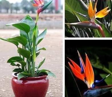 鹤望兰属种植 鹤望兰属种植