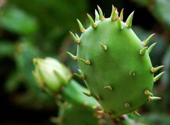 仙人掌修剪技巧